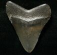 Juvenile Megalodon Tooth - South Carolina #8714-1